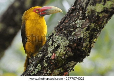 Saffron Toucanet (Pteroglossus bailloni): A Stunning Bird in Ramphastidae Family