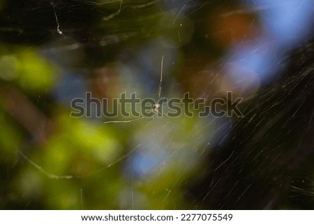 daddy long legs spider hanging on the web with a green nature bokeh background