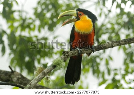 Green-billed Toucan or Red-breasted Toucan (Ramphastos dicolorus) Perched on a Tree: A Bird Species in Ramphastidae Family