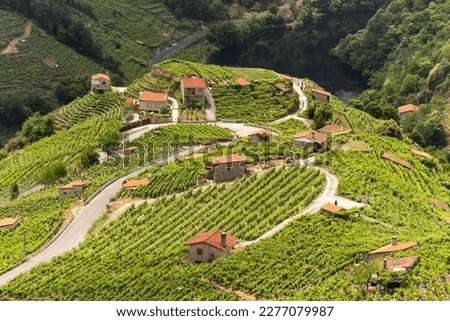 A breathtaking panoramic view of the Miño River flowing through the lush green vineyards of Ribeira Sacra in Chantada, Galicia, Spain. Royalty-Free Stock Photo #2277079987
