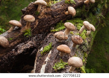 Shiitake mushroom growing on trees  Royalty-Free Stock Photo #227708122