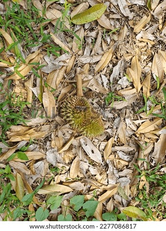 Small durians spontaneously fall from the tree to the ground causing damage. The cause is caused by a storm or rainy weather or the temperature is not suitable for the time. The leaves have new shoots