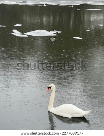 White swan on icy water