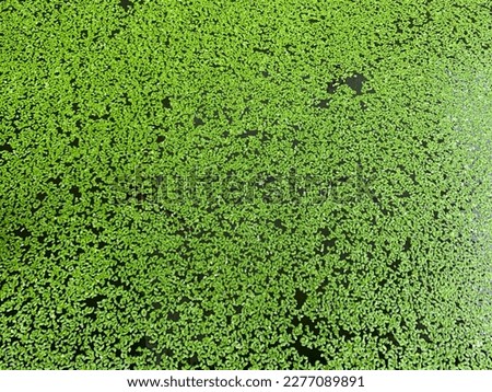 Duckweeds. Duckweed is a water plant, can be used for fish food. Duckweed is very important in a food chain, because it acts as producers.