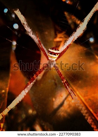 Spider Pictures, Images and Stock Photos 