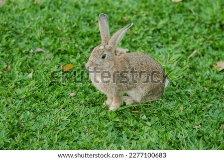 Rabbitbunny with big ears in a fresh green forest (Spring baby rabbit or Easter rabbit)