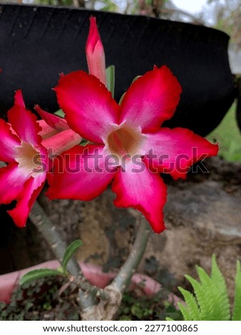 Adenium flower or known in Indonesia by the name of Japanese frangipani.  Red in color with five leaves.  photographed from an eye angle.