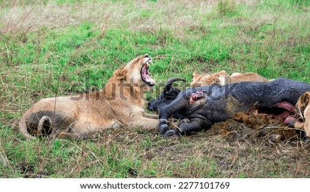 Pride of African Lions (Panthera Leo) killed a young buffalo on hunting in Masai Mara national reserve, Kenya. Africa