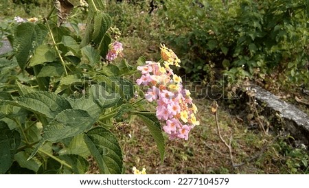 Junglee flower with multiple colour. Royalty-Free Stock Photo #2277104579