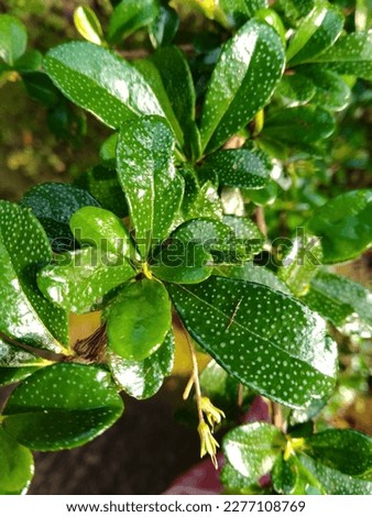 Leaf of ficus microcarpa panda moraceae