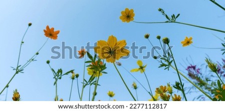 Cosmos flower in beautiful park under the blue sky