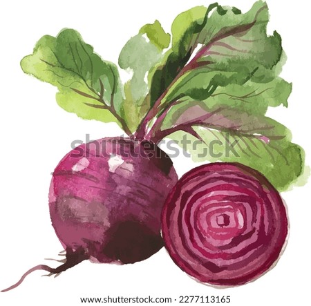 Watercolor painted beet. Hand drawn fresh food design element isolated on white background. Royalty-Free Stock Photo #2277113165