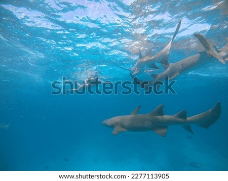Nurse Sharks which are harmless to swimmers and snorkelers 