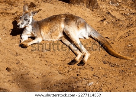 kangaroo lying down on the sand. 