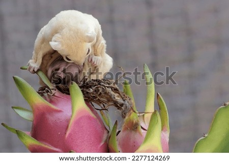 A mother sugar glider was looking for food on a dragon fruit tree that was bearing fruit while holding two babies in her stomach pouch. This mammal has the scientific name Petaurus breviceps. Royalty-Free Stock Photo #2277124269
