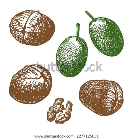 Set with walnuts. Hand drawn illustration of green walnut, kernel and shelled walnut.Vector