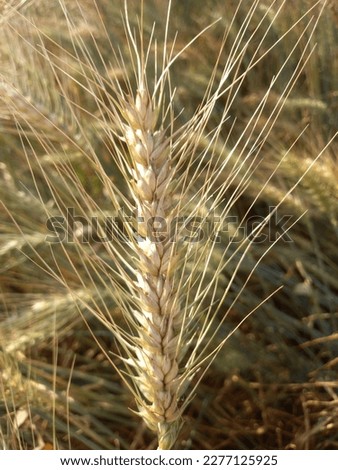 On March 7th, two thousand and twenty-three, I went to the village. This picture was taken while the wheat crop was rotating there.