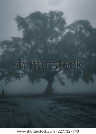 Haunted tree in the forest in a foggy day. Pictures shows a person standing next to it which might be a real ghost
