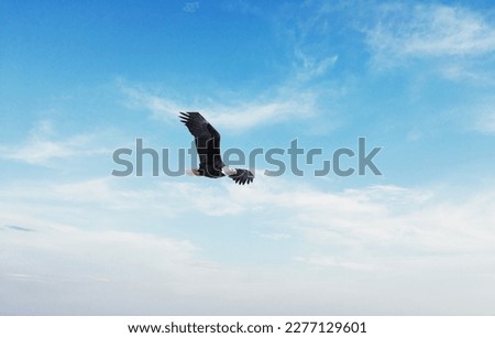 A picture is about bird is fly 