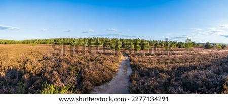 Panoramic
view of the blooming heather landscape in the Lüneburger Heide region. Royalty-Free Stock Photo #2277134291