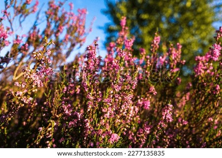 Close up of beautiful violet heather flowers. Royalty-Free Stock Photo #2277135835