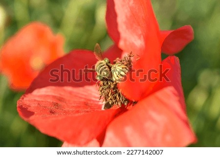 The bee sits on a red poppy.