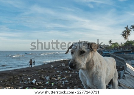 A local white dog roaming around the shoreline and scavenging for morsels. At a heavily polluted beach full of garbage. Concept of 3rd world issues. Royalty-Free Stock Photo #2277148711