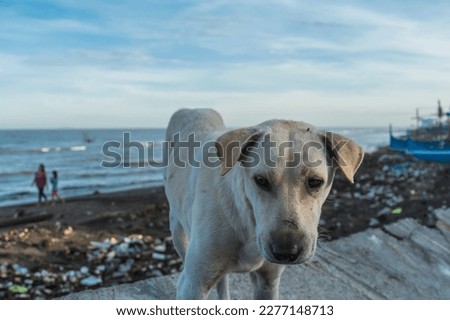 A local white dog roaming around the shoreline and scavenging for morsels. At a heavily polluted beach full of garbage. Concept of 3rd world issues. Royalty-Free Stock Photo #2277148713
