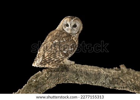 Tawny owl (Strix aluco) perched on branch. This predator bird is on the lookout and hunting for mice. Wildlife scene of nature in Europe. Royalty-Free Stock Photo #2277155313