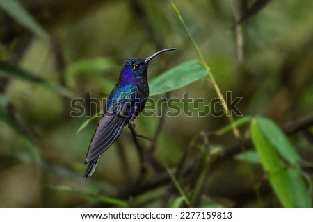 Violet Sabrewing - Campylopterus hemileucurus, beautiful blue hummingbird from montane forest of Volcán, Panama.