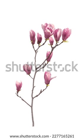 magnolia spring branch isolated on white background