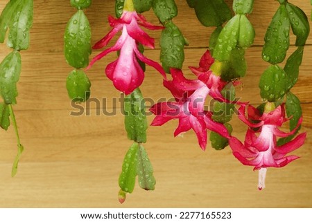 Plank background with pink flowers with Zygocactus Schlumbergera .Flower background for design decoration. Royalty-Free Stock Photo #2277165523