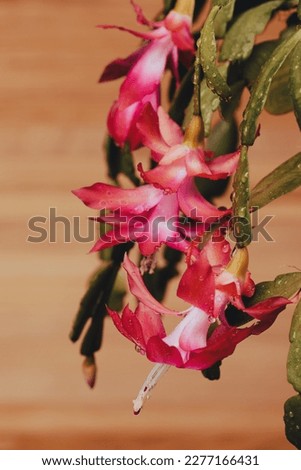 Plank background with pink flowers with Zygocactus Schlumbergera .Flower background for design decoration. Royalty-Free Stock Photo #2277166431