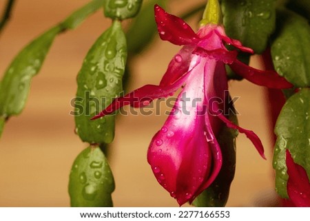 Flowers with Zygocactus Schlumbergera with a soft blur of a plank background. Floral background for design decoration. Royalty-Free Stock Photo #2277166553