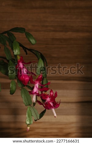 Blackboard background with pink flowers with Zygocactus Schlumbergera. Floral background for project design . Royalty-Free Stock Photo #2277166631