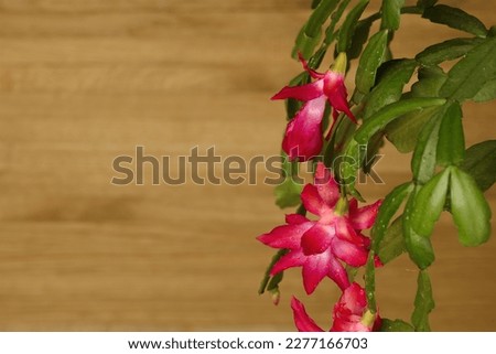 Blackboard background with pink flowers with Zygocactus Schlumbergera. Floral background for project design and text. Royalty-Free Stock Photo #2277166703