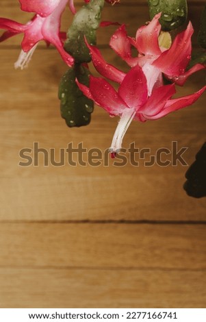 Pink flowers from Zygocactus Schlumbergera with a beech plank background. Floral background for project design and text. Royalty-Free Stock Photo #2277166741