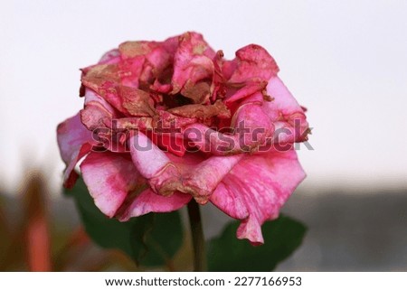 Close up image of wilted pink rose flower isolated on white and gray background