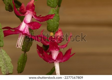 Blackboard background with pink flowers with Zygocactus Schlumbergera. Floral background for project design and text. Royalty-Free Stock Photo #2277167809