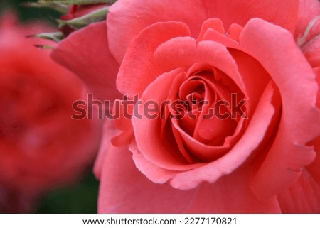 pictures of a beautiful rose in a french romantic garden.