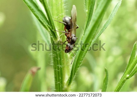 A female ant with wings on a plant stem.