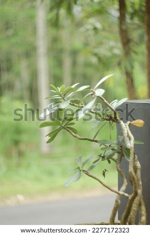 photo of Japanese frangipani bonsai in the yard with a blurred background