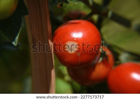 Pseudomonas lycopersici, tomato fruit with signs of illness