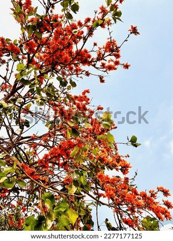 Find Beautiful Flower Tree stock images in HD and millions of other royalty-free stock photos, illustrations and vectors in the Shutterstock collection.