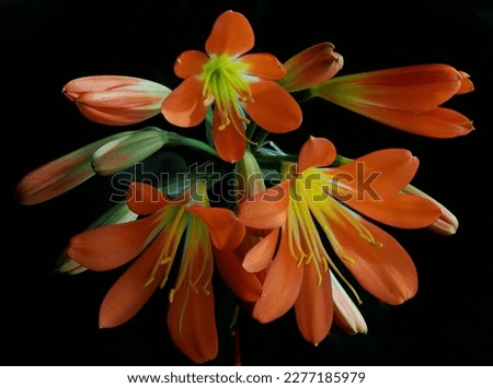 Clivia is a genus of monocot flowering plants native to southern Africa. They are from the family Amaryllidaceae, subfamily Amaryllidoideae. Common names are Natal lily or bush lily.
