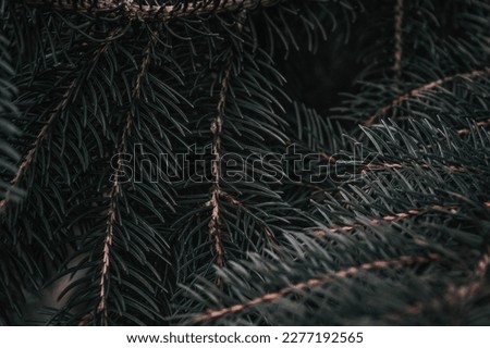 dark green for tree branch close up forest background