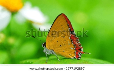 this is a wonderful pic of butterfly