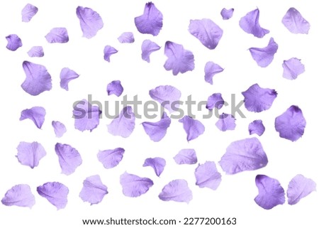 Petals purple flowers isolated on white background.