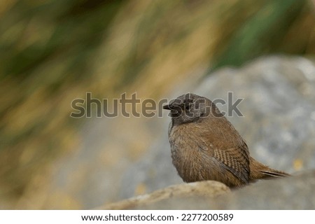 Young Cobb's Wren (Troglodytes cobbi) peering out from a boulder on the coast of Sea Lion Island in the Falkland Islands Royalty-Free Stock Photo #2277200589