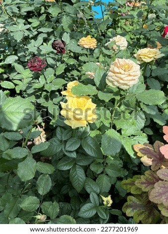 Picture of yellow rose in mbs in Singapore under natural sunlight